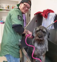 Ausbildung Hundefriseur in Hagen bei Bremen